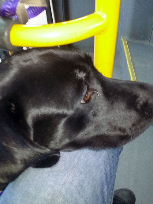 Labradorka Dora