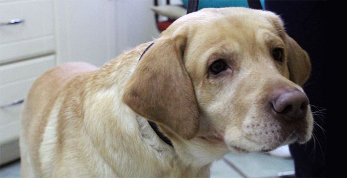 Labrador Maks