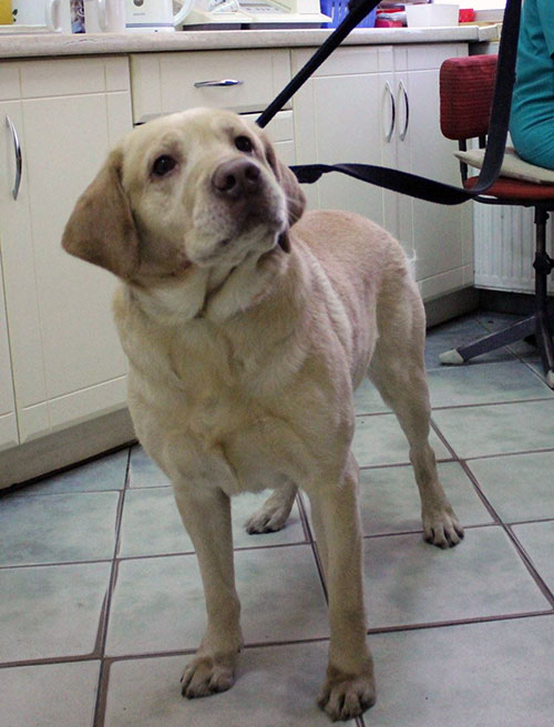 Labrador Maks