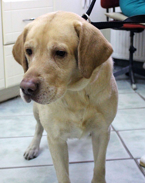Labrador Maks