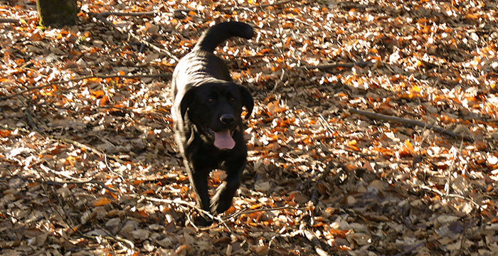Labradorka Dora