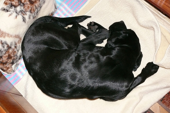 Labradorka Dora