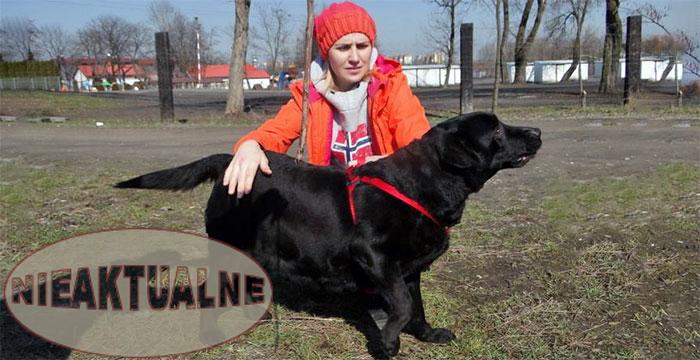 Labradorka Sally
