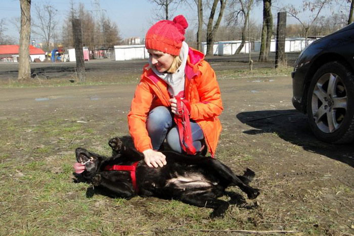 Labradorka Sally