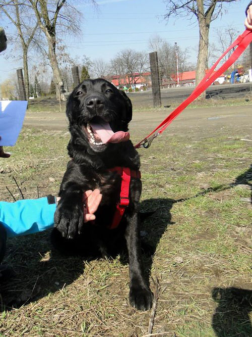 Labradorka Sally
