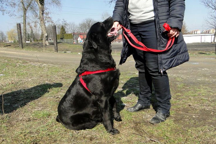 Labradorka Sally