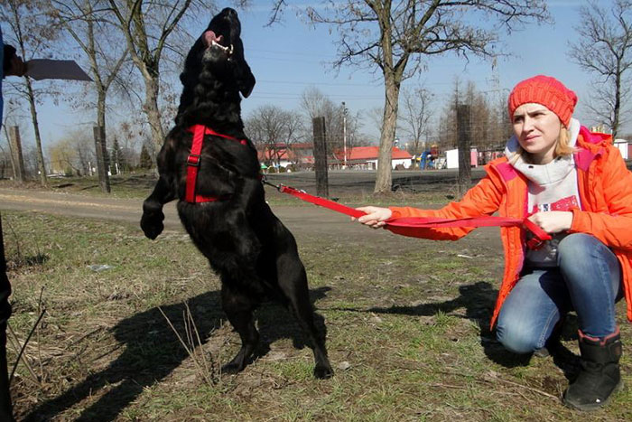 Labradorka Sally