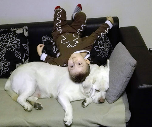Labradorka Sammy