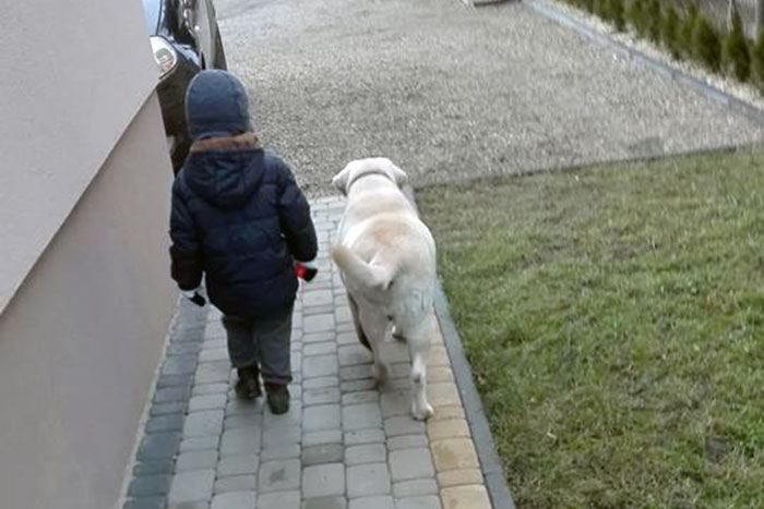 Labradorka Sammy