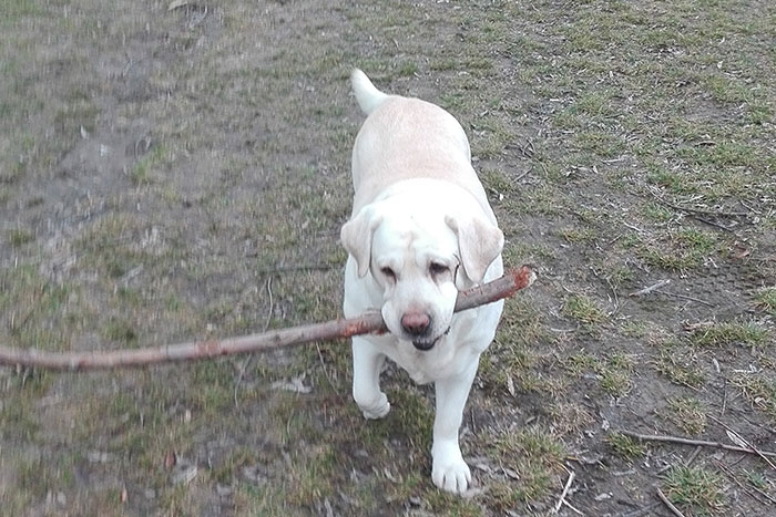Labradorka Sammy