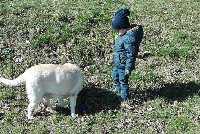 Labradorka Sammy