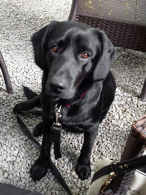 bruno4