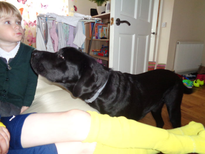 Labrador Grand