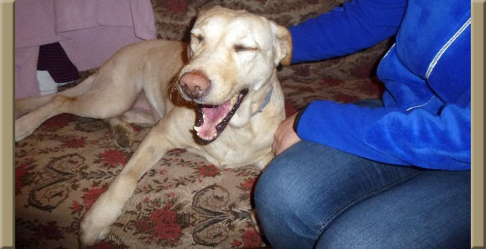 Labradorka Holly