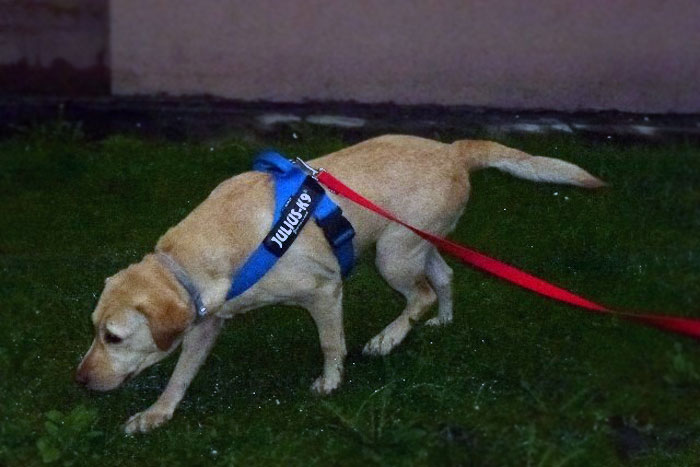 Labradorka Holly