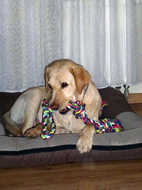 Labradorka Holly