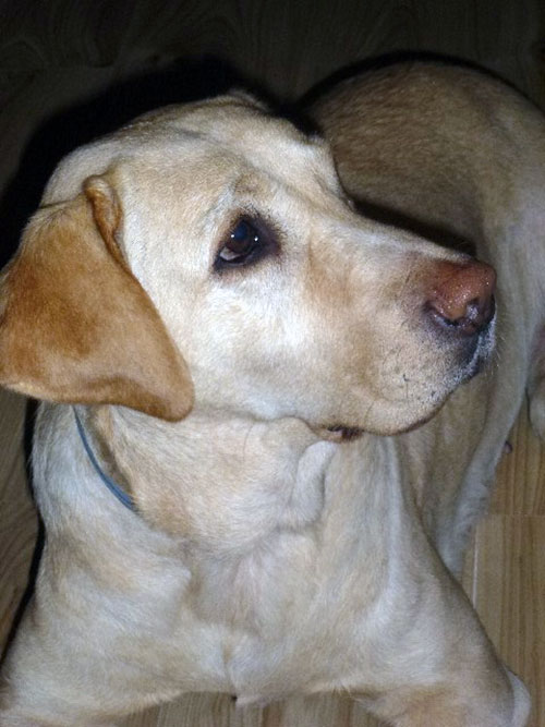 Labradorka Holly
