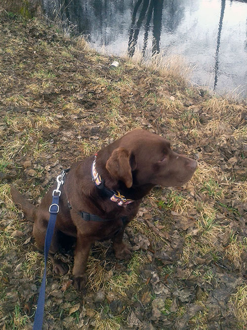 Labrador Serwus