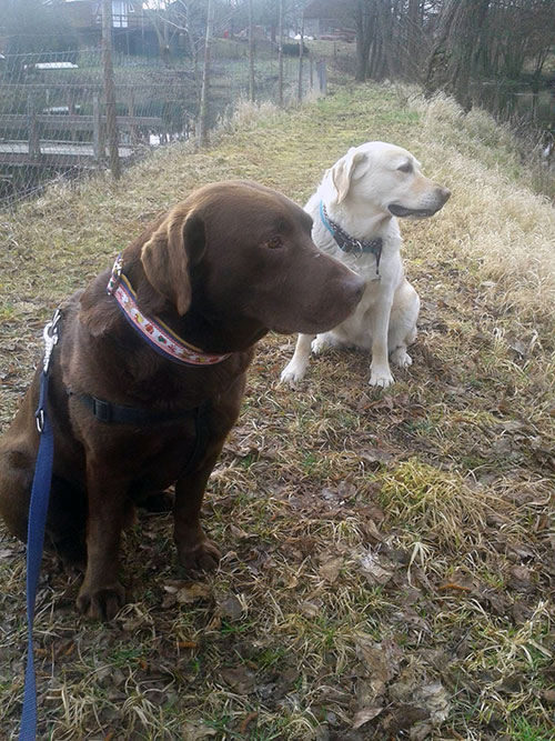Labrador Serwus
