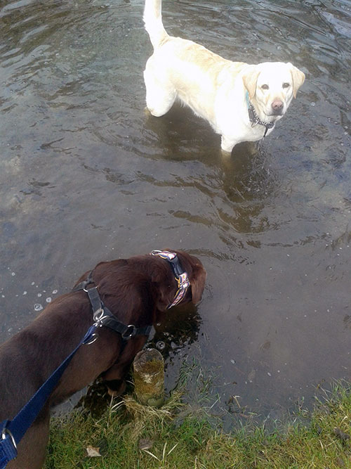 Labrador Serwus