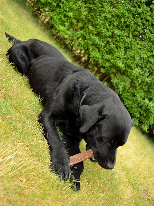Labrador Borys