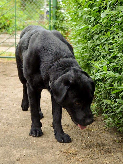 Labrador Borys