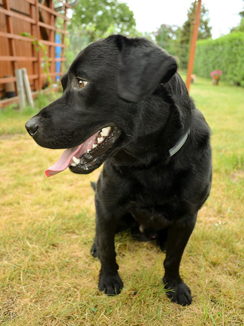 Labrador Borys