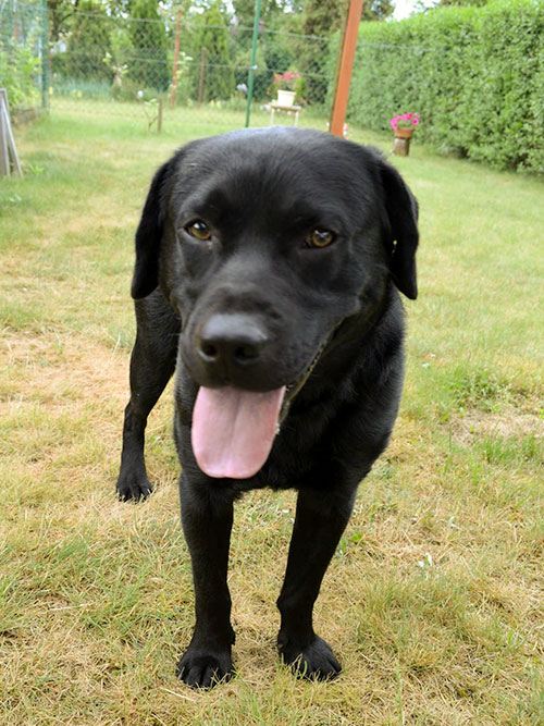 Labrador Borys
