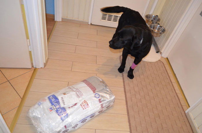 Labrador Borys