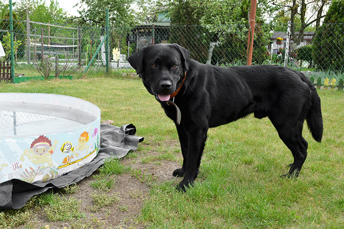 Labrador Borys