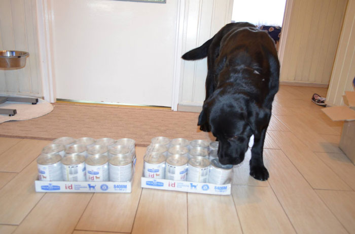 Labrador Borys