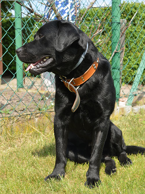 Labrador Borys