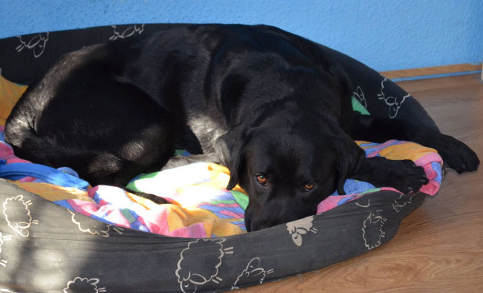 Labrador Borys