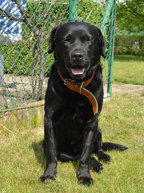 Labrador Borys