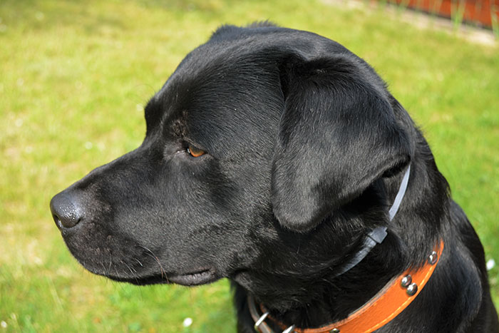 Labrador Borys