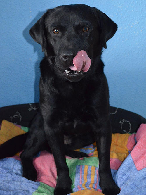 Labrador Borys