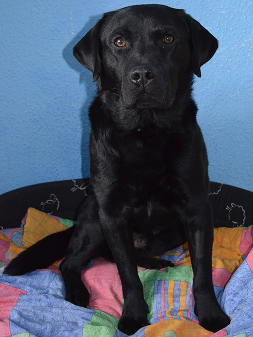 Labrador Borys