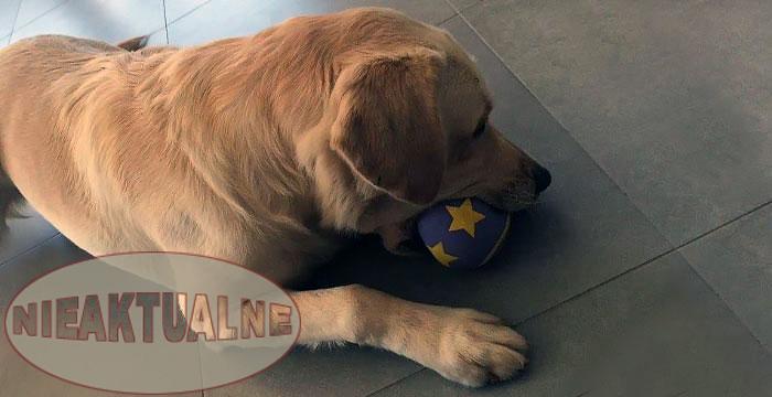 Labrador Maxim