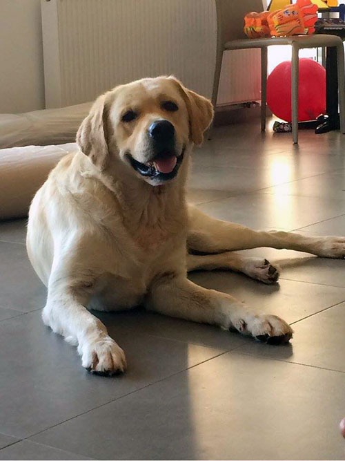 Labrador Maxim