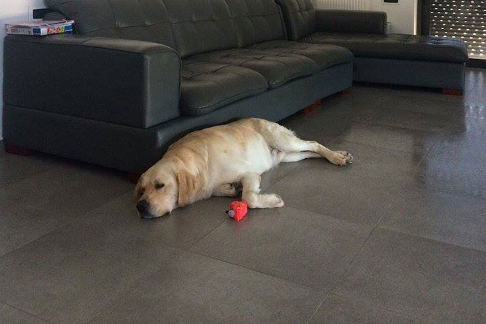 Labrador Maxim