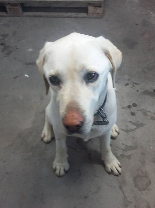sadko2