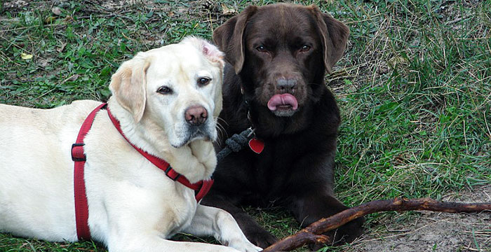 Labradory Pago i Skiper
