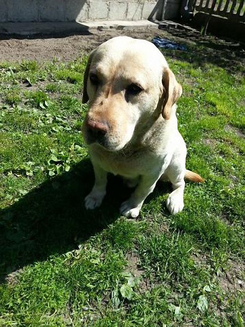 tobik3