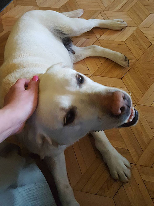 Labradorka