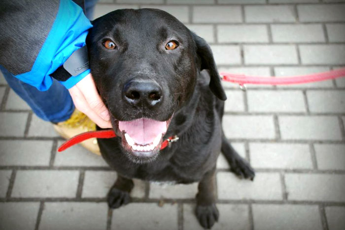 Labrador Zefir