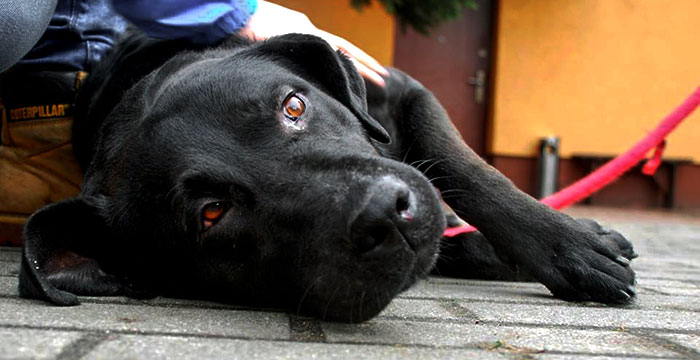 Labrador Zefir