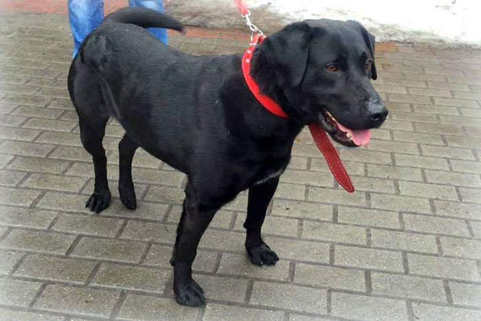 Labrador Zefir