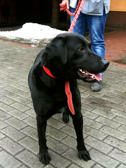 Labrador Zefir