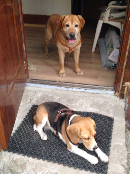 Labrador Ben