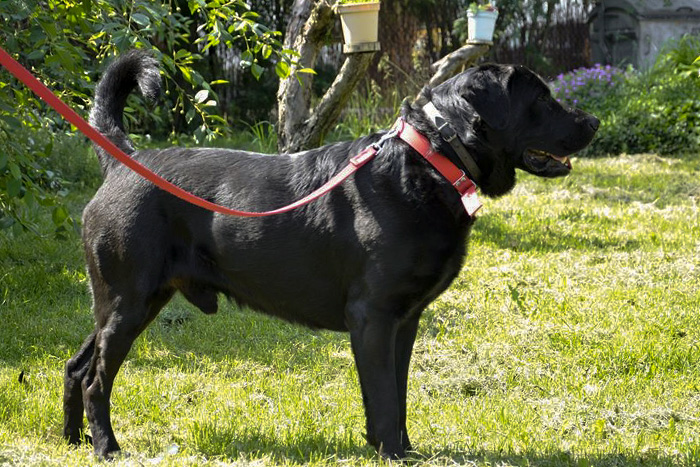 Czarny labrador